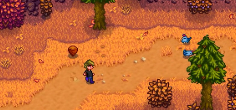 Passing by a Hazelnut in the Backwoods (Stardew Valley)