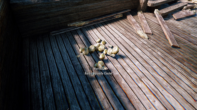 Nordic Barnacle cluster on a shipwreck / Skyrim