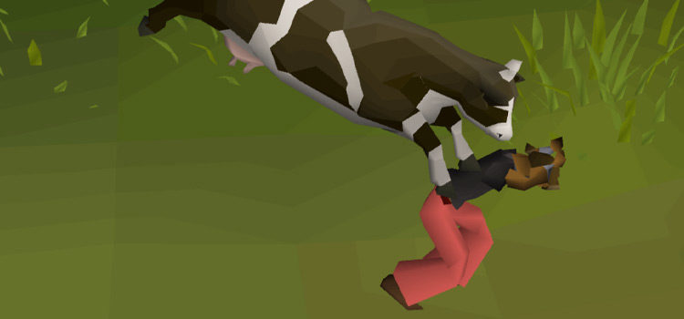 How To Get The Cow Teleport in OSRS