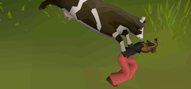 How To Get The Cow Teleport in OSRS – FandomSpot