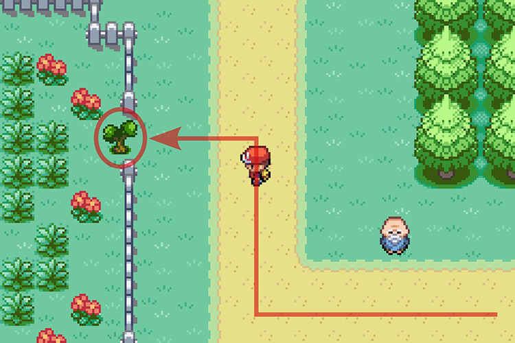 Using Cut on the tree to enter the area behind the fence. / Pokémon Radical Red