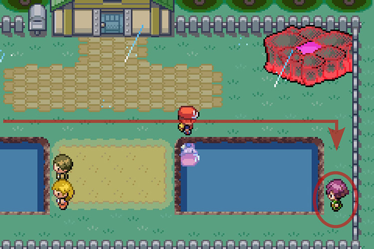 Bugsy at Cerulean Cape. / Pokémon Radical Red