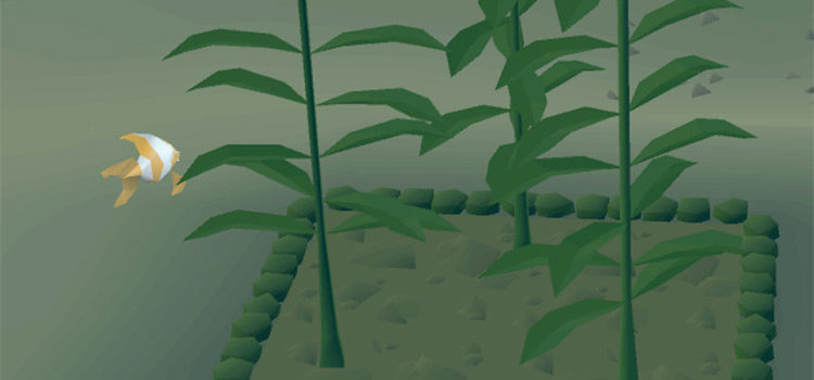 Where Do You Get Giant Seaweed in OSRS?