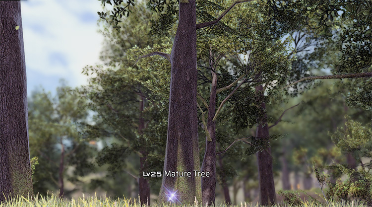 Lv25 Mature Tree Node screenshot / FFXIV