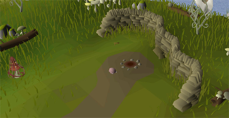 Birdhouse Spots in the Forest / OSRS