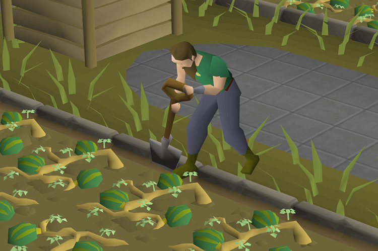 Player harvesting watermelons from the allotment crop in the Farming Guild / OSRS