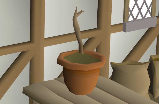 Pineapple sapling on a table in Catherby / OSRS