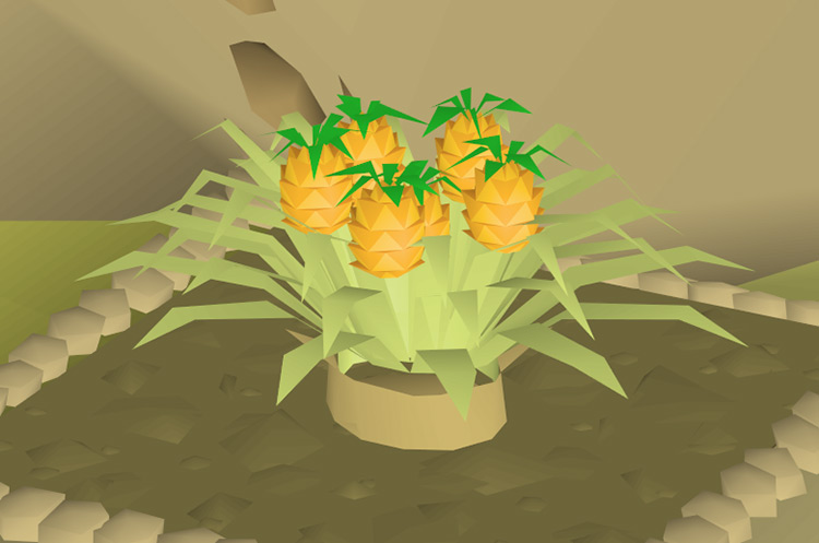 Fully-grown pineapple plant in Catherby / OSRS