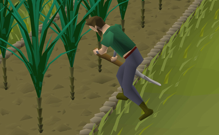 Player farming snape grass / OSRS