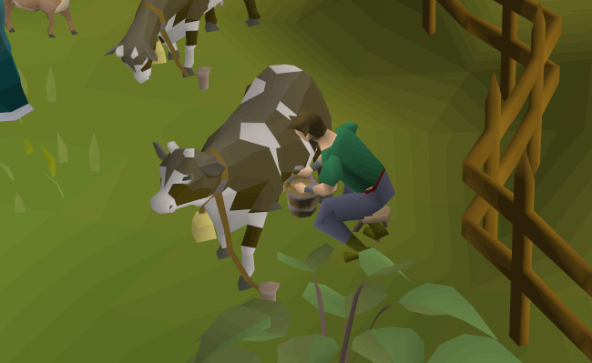 Player milking a dairy cow in the eastern cow pen in Lumbridge / OSRS