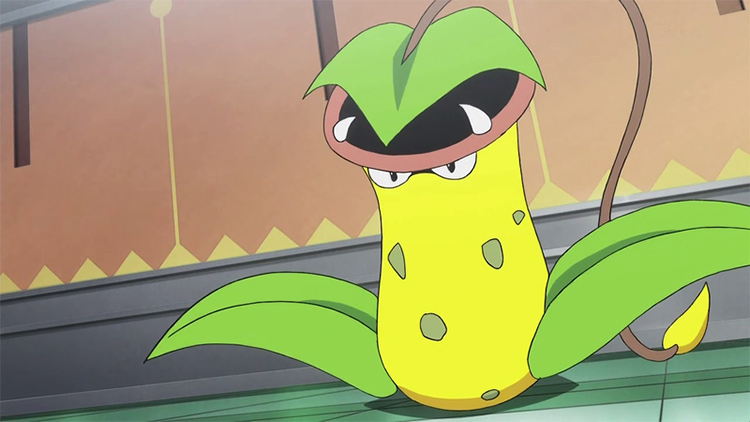 Victreebel in the anime