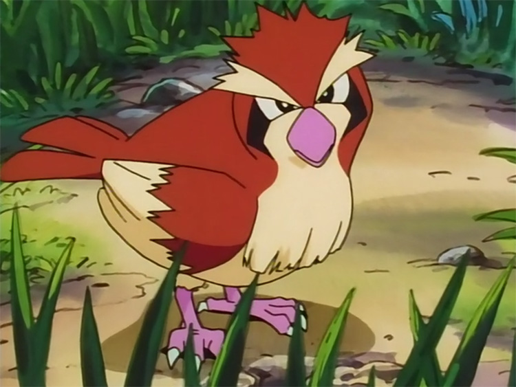 Pidgey in the anime