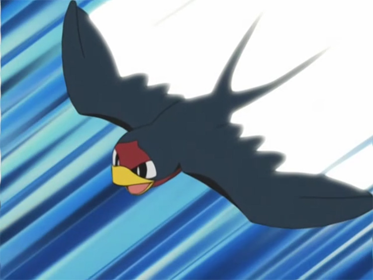 Taillow in the anime