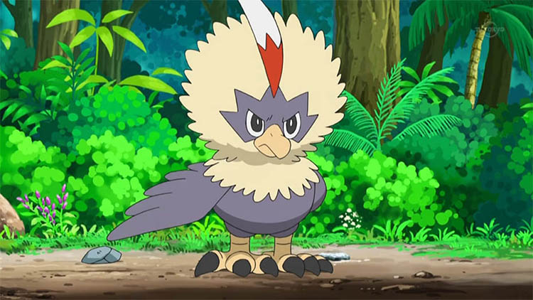 Rufflet in the anime