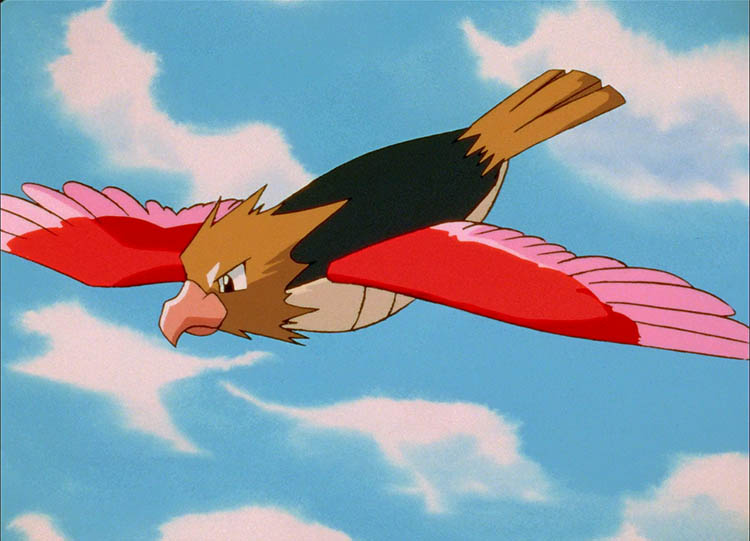 Spearow in the anime