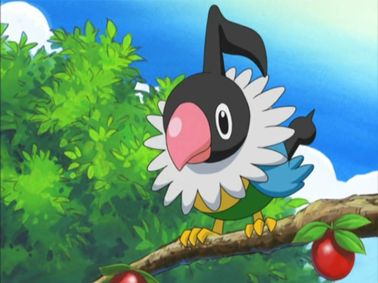 Chatot in the anime