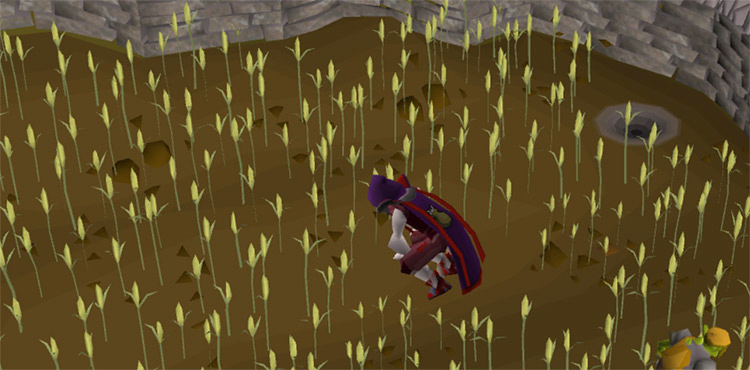 Picking Wheat (Screenshot) / Old School RuneScape