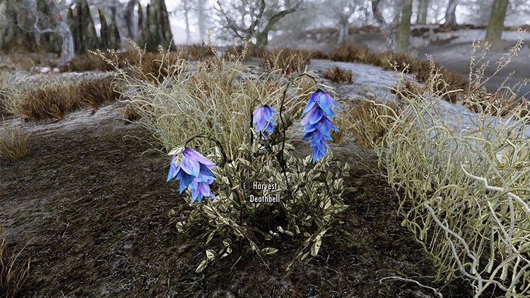 A Deathbell plant (close-up screenshot) / Skyrim