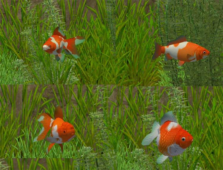 Fish Import Packs for Zoo Tycoon