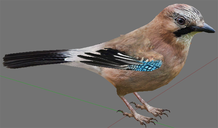 Eurasian Jay mod