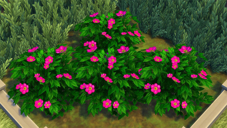 The Sims 4  Best Shrubs   Bushes CC To Download   FandomSpot - 38