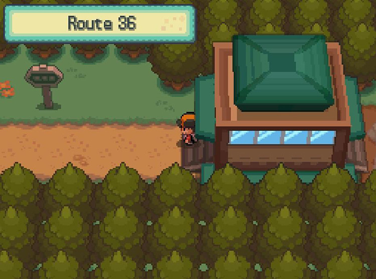 Player standing on Route 36 in Johto / Pokémon HGSS