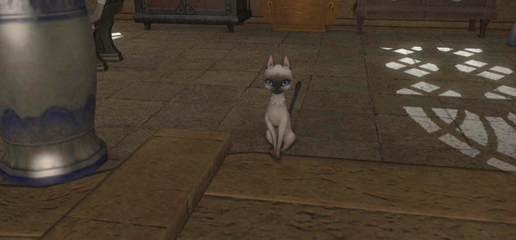 How Do You Get The Nagxian Cat Minion? (FFXIV)