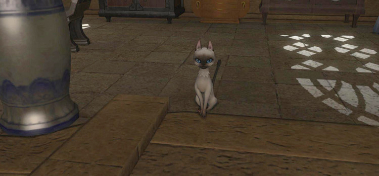 The Nagxian Cat Minion (FFXIV)
