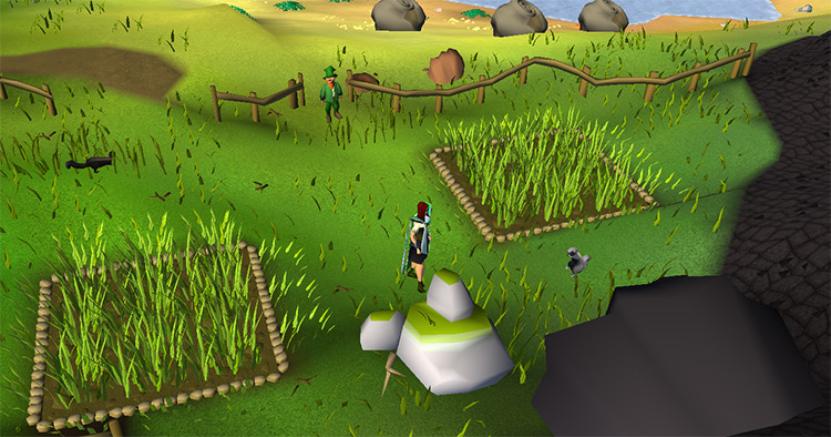 The tree patches in Fossil Island / OSRS