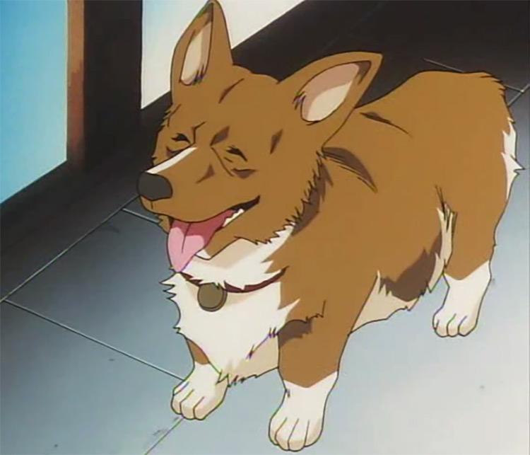 Ein in Cowboy Bebop Anime