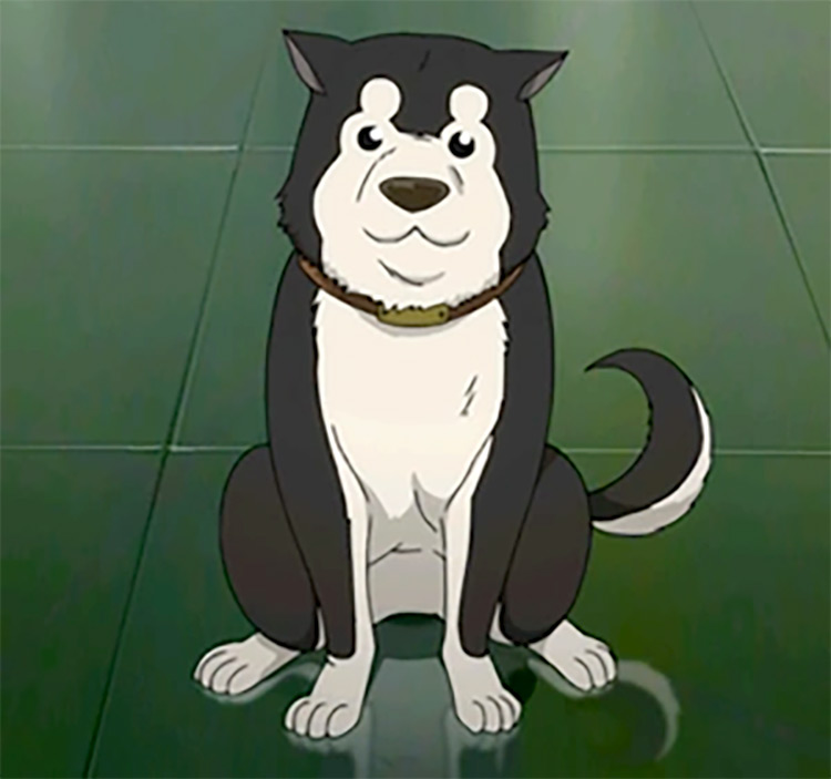 Black Hayate in Fullmetal Alchemist Anime