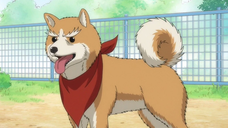 25 Best Anime Dogs  Man s Best Friend in Anime Shows   Movies   FandomSpot - 8