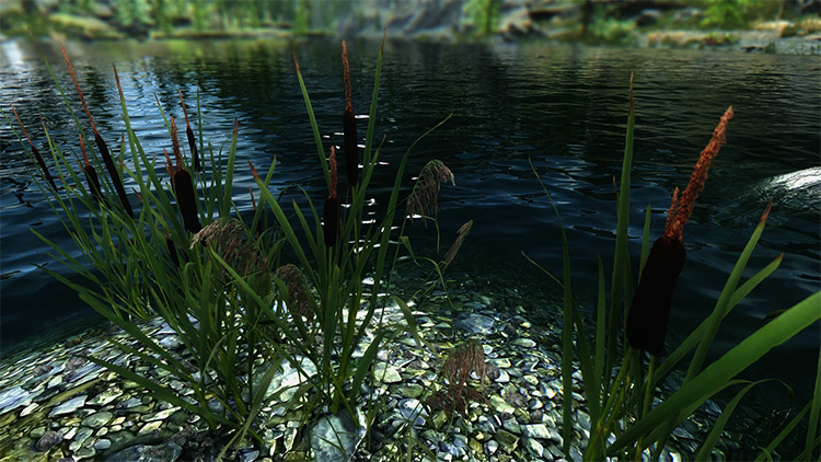 PureVision ENB for Skyrim