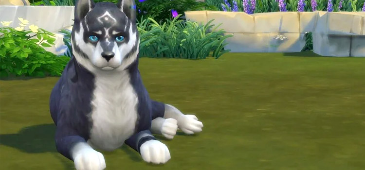 sims 4 mods wolf pets