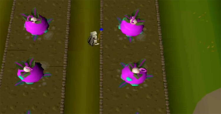 Planting in fields for farming EXP / OSRS Screenshot
