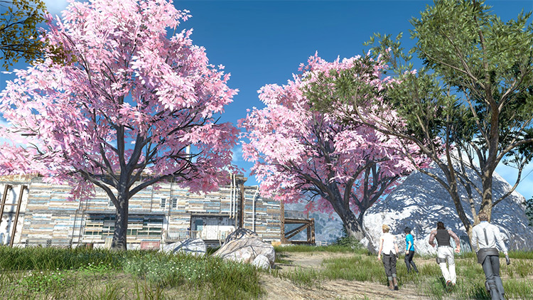 Cherry Blossoms in Full Bloom Mod screenshot