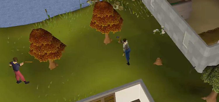 Cutting maple trees in Seers' Village in OSRS