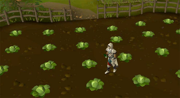 Farming herb field in OSRS