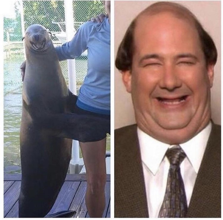 Kevin and a Seal same face