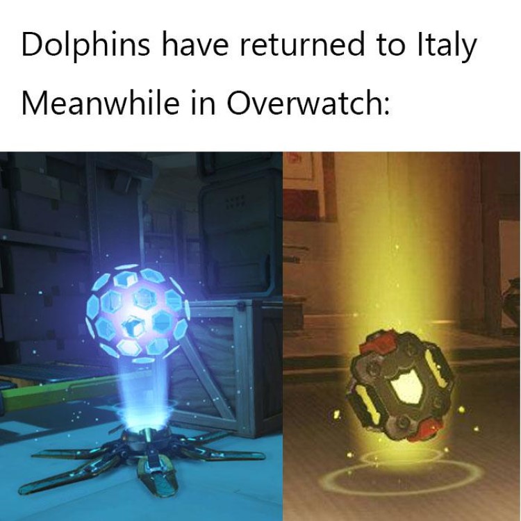 Dolphins have returned, also Overwatch meme