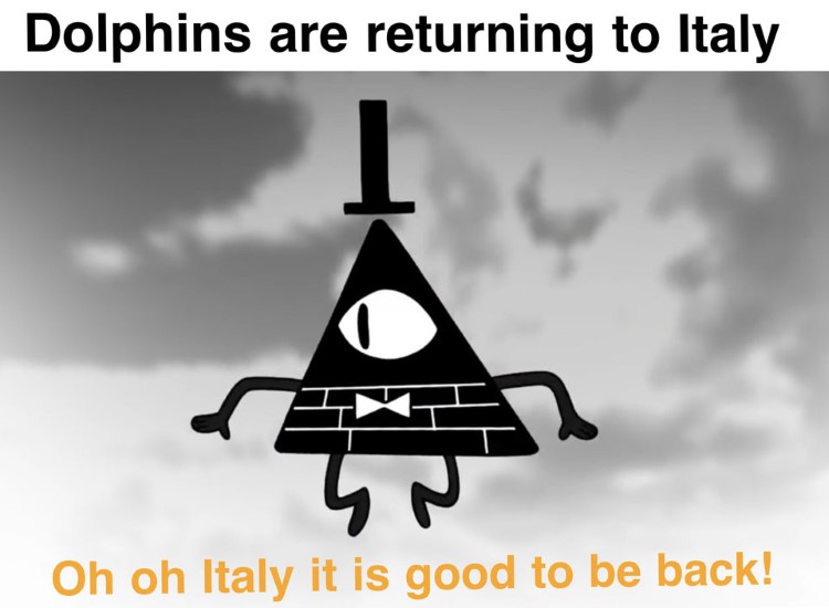 Dolphins return to Italy meme
