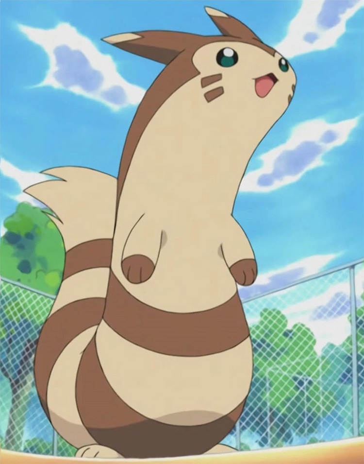 Furret from Pokemon anime