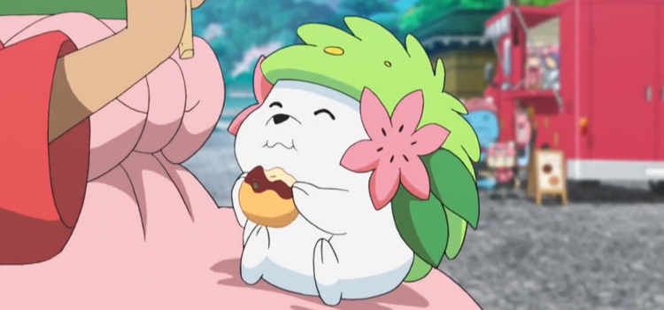 Shaymin eating with a cute face in the Pokémon anime