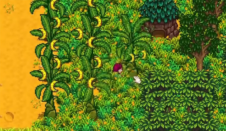 Banana Trees Stardew Valley screenshot