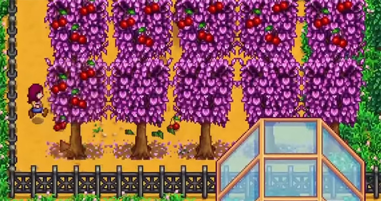 Cherry Trees Stardew Valley screenshot
