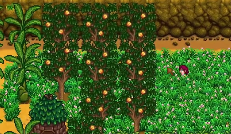 Apricot Trees in Stardew Valley