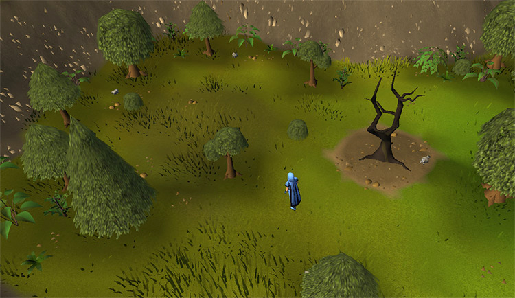 The chinchompas of the Kourend Woodland / Old School RuneScape