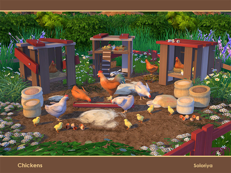 Chickens by soloriya Sims 4 CC