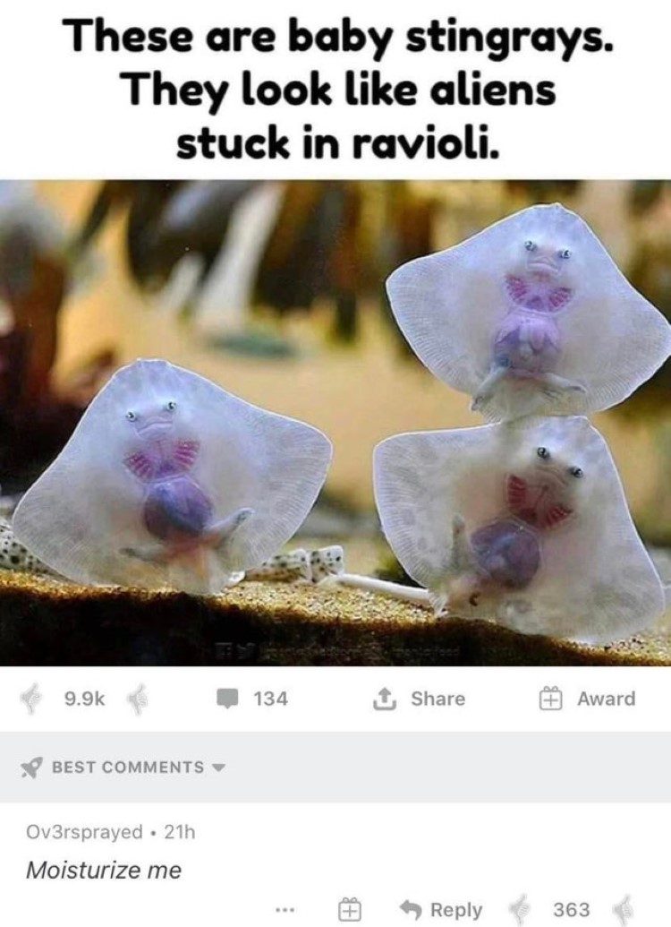 These are baby stingrays meme
