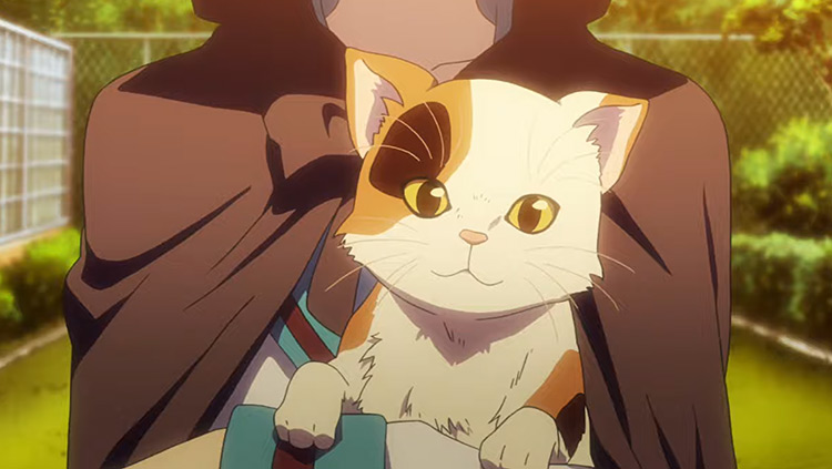 10 Best Anime For Cat Lovers